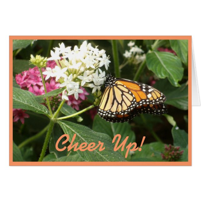 オレンジ黄色の蝶ピンクの白い花 (正面横)