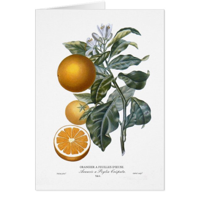 オレンジ (正面)