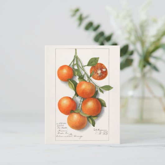 オレンジ（カラモンディアン）フルーツウォーター絵画カラー ポストカード (スタンド正面)