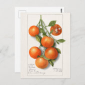 オレンジ（カラモンディアン）フルーツウォーター絵画カラー ポストカード (正面/裏面)