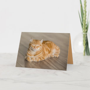 オレンジ キティー 猫 かわいい オーダーメイド カード