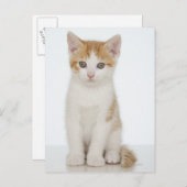 オレンジ＆ホワイトの子猫 ポストカード (正面/裏面)
