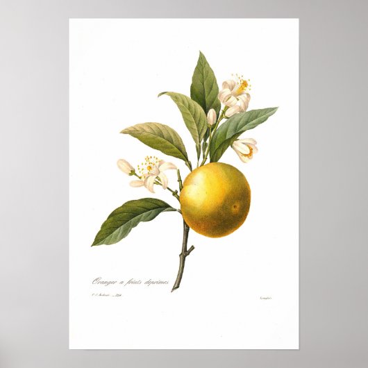 オレンジ ポスター (正面)