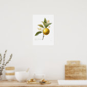 オレンジ ポスター (キッチン)