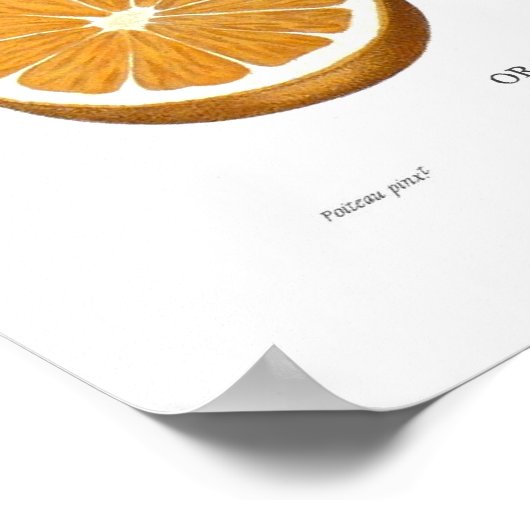 オレンジ ポスター (角)