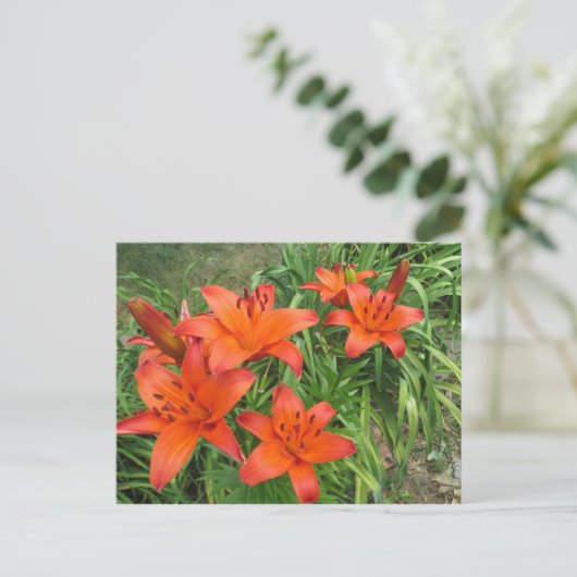 オレンジ ポストカード (スタンド正面)