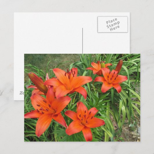 オレンジ ポストカード (正面/裏面)