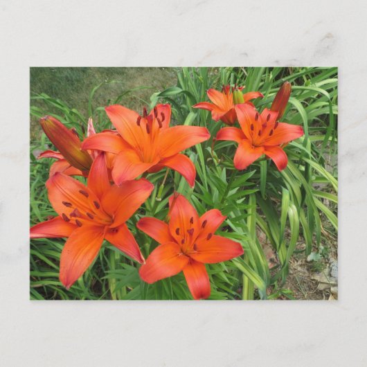 オレンジ ポストカード (正面)