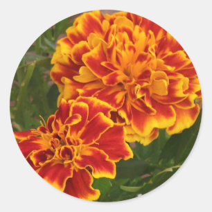 オレンジ・マリゴールドの印象的な庭の写真 ラウンドシール