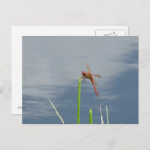 オレンジ・リベル・ポストカルテ ポストカード (正面/裏面)