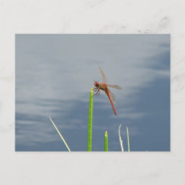 オレンジ・リベル・ポストカルテ ポストカード