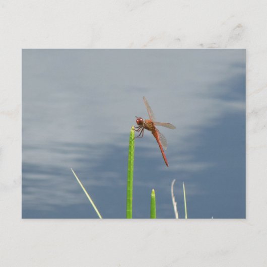 オレンジ・リベル・ポストカルテ ポストカード (正面)