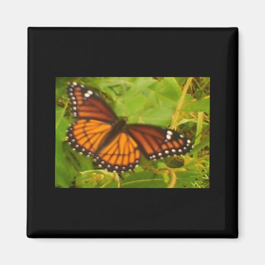 オレンジ（昆虫）オオカバマダラ、モナーク マグネット (正面)