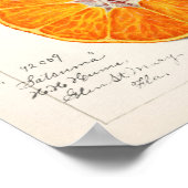 オレンジ(柑橘系シネンシス)by Amanda Almira Newton ポスター (角)