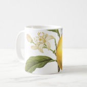 オレンジ(柑橘類のsp.)by Redoue Coffee Mug コーヒーマグカップ (正面左)