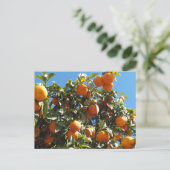 オレンジ、柑橘類、フルーツ、フレッシュ、スライス、食べ物、熟した ポストカード (スタンド正面)