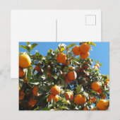 オレンジ、柑橘類、フルーツ、フレッシュ、スライス、食べ物、熟した ポストカード (正面/裏面)