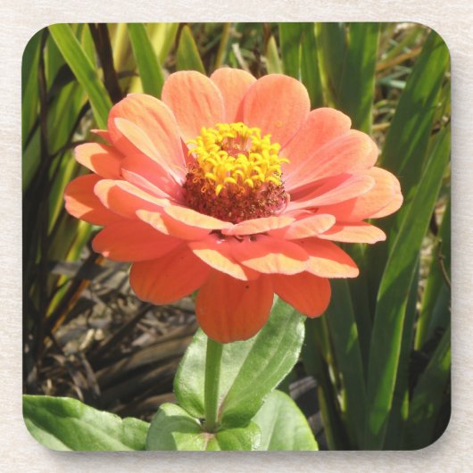 オレンジ《植物》百日草フラワーコルクコースター コースター (正面)