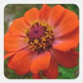 オレンジ《植物》百日草ワイルドフラワー自然フローラ スクエアシール (正面)
