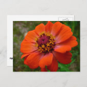 オレンジ《植物》百日草ワイルドフラワー自然フローラ ポストカード (正面/裏面)