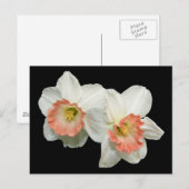 オレンジ/白の水仙 ポストカード (正面/裏面)