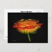 オレンジ/黄色バラ ポストカード (正面/裏面)