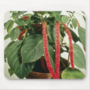 オレンジAcalyphaのHispidaのシュニールの植物の花 マウスパッド