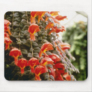 オレンジColumnea Gloriosaの金魚の植物の花 マウスパッド