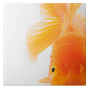 オレンジlionheadの金魚(フナのauratus) タイル