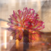 オレン淡い色のグラデーションジピンク巨乳ダリア花 ウィンドウサイン (シート2)