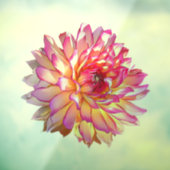 オレン淡い色のグラデーションジピンク巨乳ダリア花 ウィンドウサイン (シート3)