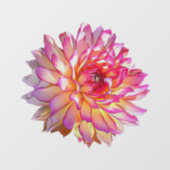 オレン淡い色のグラデーションジピンク巨乳ダリア花 ウィンドウサイン (シート)