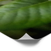 オレン淡い色のジバラと芽 ポスター (角)