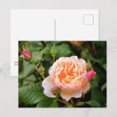 オレン淡い色のジバラと芽 ポストカード (正面/裏面)