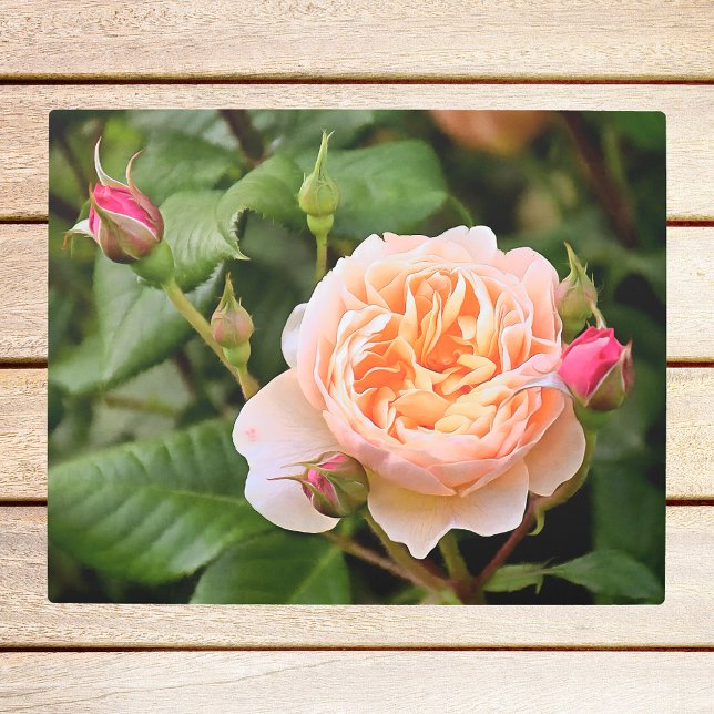 オレン淡い色のジバラと芽 メタルプリント (クリエイターアップロード済み)