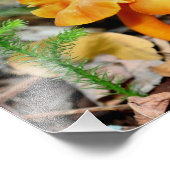 オレン淡い色のジ野生キノコ10x8自然 フォトプリント            (角)