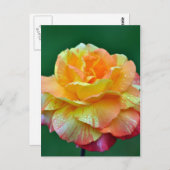 オレン独身のジティーバラ ポストカード (正面/裏面)