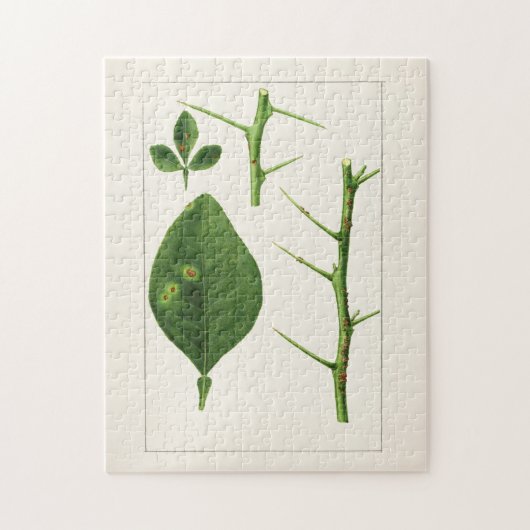 オレン葉ジ(Poncirus Trifoliata絵画) ジグソーパズル (縦)