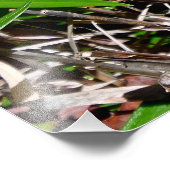 オレン鮮やかジのユリ フォトプリント            (角)