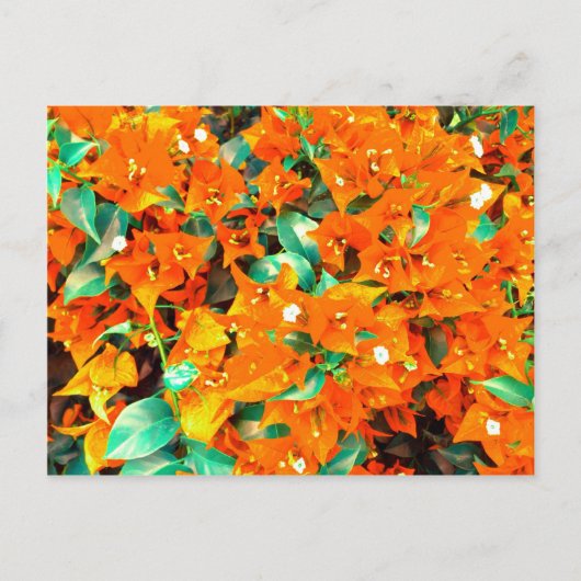 オレン鮮やかジブーゲンビリアの花 ポストカード (正面)