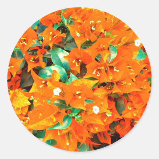 オレン鮮やかジブーゲンビリアの花 ラウンドシール (正面)