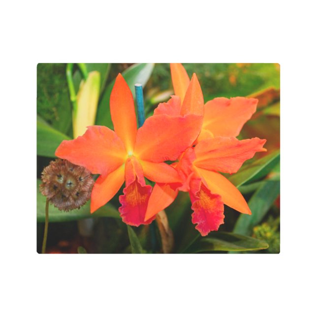 オレン鮮やかジランズメタルアート メタルプリント (正面)