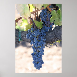 オンザバイン ポスター