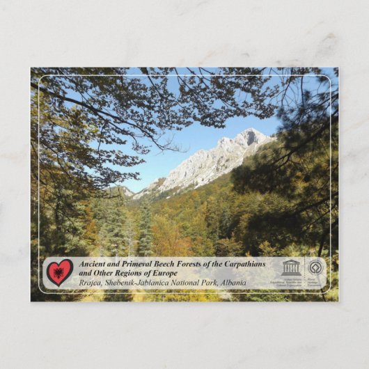 オンシェントアンドプリメバルビーチフォレスト-ラジャカ ポストカード (正面)