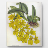 オンシジウムコンカラーヴィンテージリンデニアオーキズ フォトプラーク (正面)