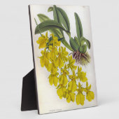 オンシジウムコンカラーヴィンテージリンデニアオーキズ フォトプラーク (側面)