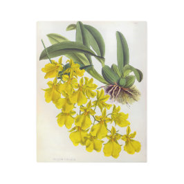 オンシジウムコンカラーヴィンテージリンデニアオーキズ メタルプリント