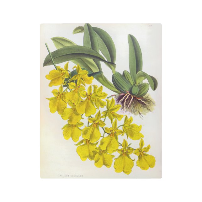 オンシジウムコンカラーヴィンテージリンデニアオーキズ メタルプリント (正面)