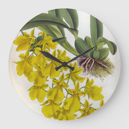 オンシジウムコンカラーヴィンテージリンデニアオーキズ ラージ壁時計 (正面)