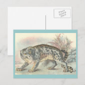 オンス（ユキヒョウ） ポストカード (正面/裏面)